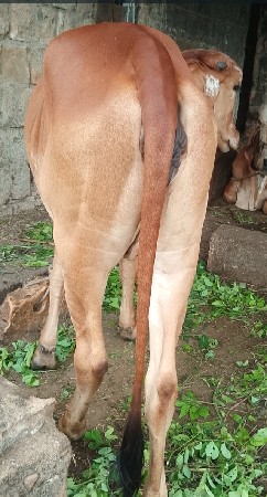 ગીરવાસડીછે