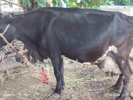 જર્સી ગાય