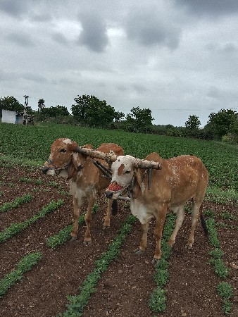 ગોઢલા વેચવાના છે