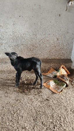 ભેંસ વેચવાની છે