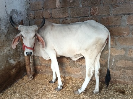 ગાય વેચવાની છે