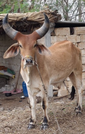 6 દાંતે છે