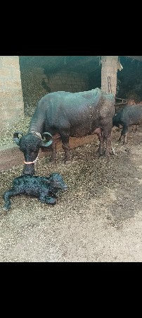 ભેંસ વેચવાની છે