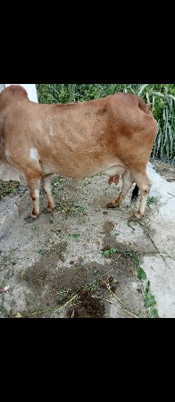 ગાયવેશવાનીછે