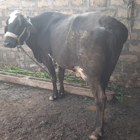 ગાય
