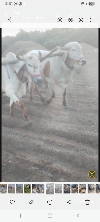 ગોઢલા વેચવાના છે