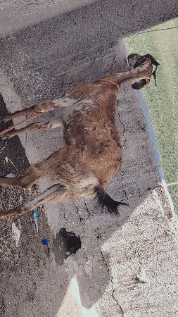 bakri bakri