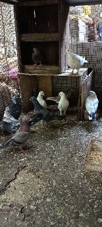 18 કબૂતર વેચવાના છે