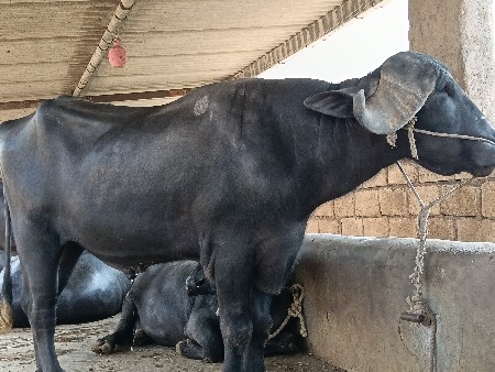 જાફરાબાદી પાડો