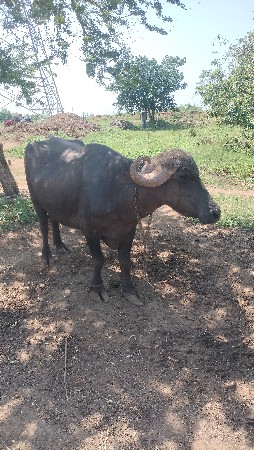 ભેંસ વેચવાની છે