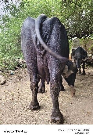 ભેસ