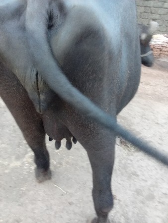 ભેંસ વેચવાની છે