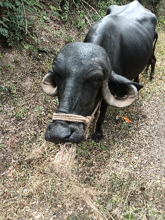 vechavani