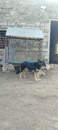 આ જર્મન ફીમેલ વેચવાની છે