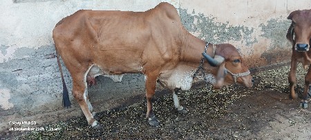 વેચવા ની છે