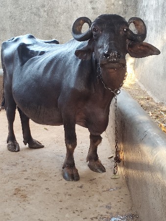 ભેસ વેચવા ની શે