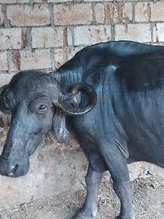 આ ભેંસ વેચવાની છે