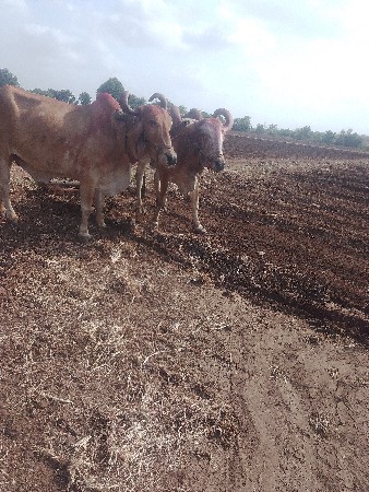 બરદદેવાનાછે