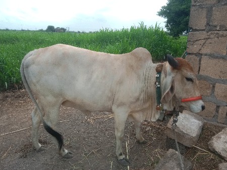 hodki vechvani che