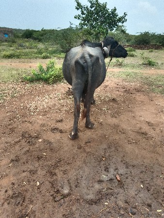 આ ભેંસ વેચવાની છે