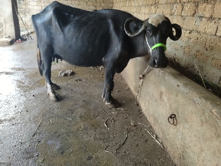 5:30 લીટો દૂધ પંદર દિવસની