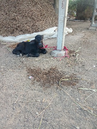 ભેંસ વેચવાની છે