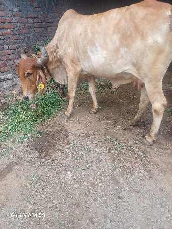 આગય વેચવાની છે 15  દીની વારશે