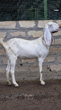 પ્યોર ગુલાબી પતિરી મુંડી બકરી