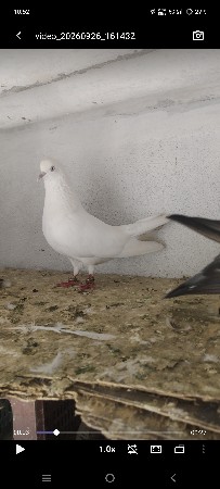 motyo male for sale