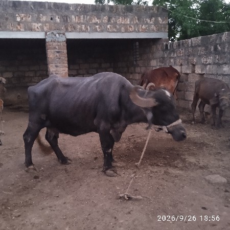 ભેશવેચવાનીછે