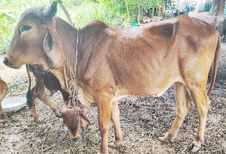 વાસળી દેવાની છે 3.5 વર્ષની છે