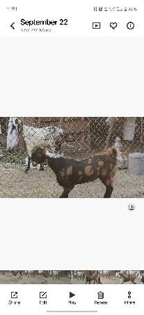 ગુજરી નસલની બકરીઓનો સેટ