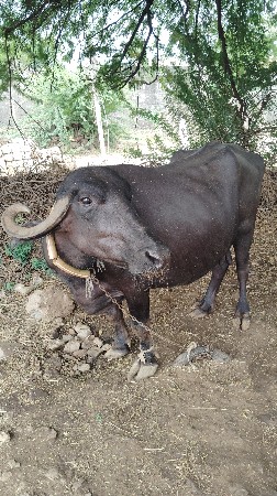 વેચવાની છે