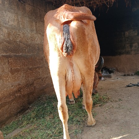આ ગાય વેચવાની છે