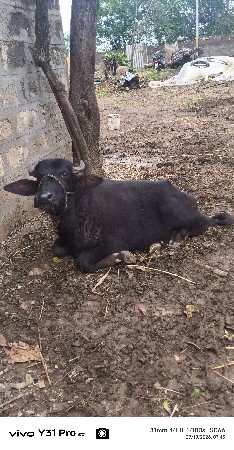 ભેંશ વેચવાની છે