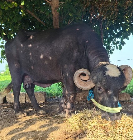 ત્રીજા વેતરમા