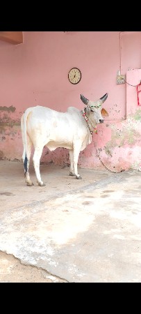 વેચવાની છે
