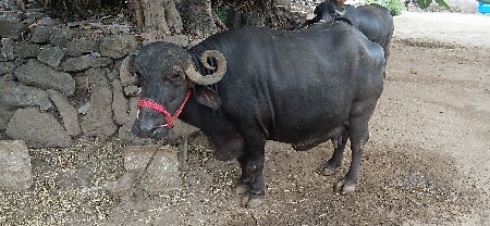 ભેટ વેચવાની છે