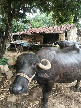 ભેંશ વેચવાની છે