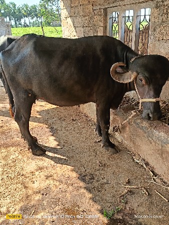 બે ભેંસ વેચવાની છે