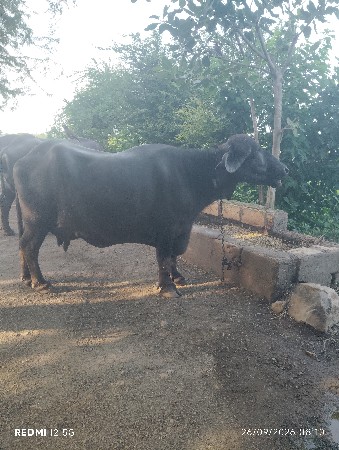 બે ભેસ