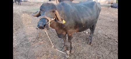 bhesh vachavani che
