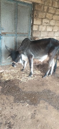 shiva