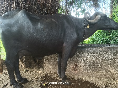 ભેંસ વેચવાની છે