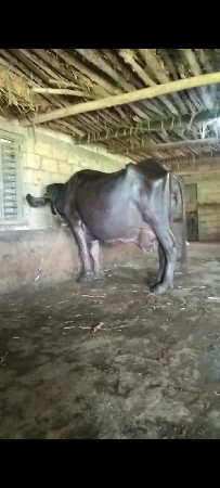 nilesh