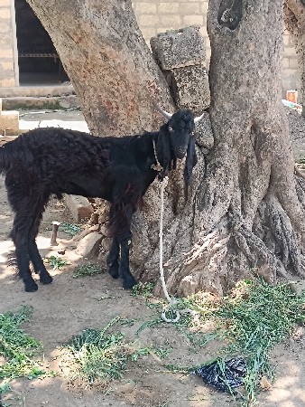 બકરો વેચવાનો એક વરસ