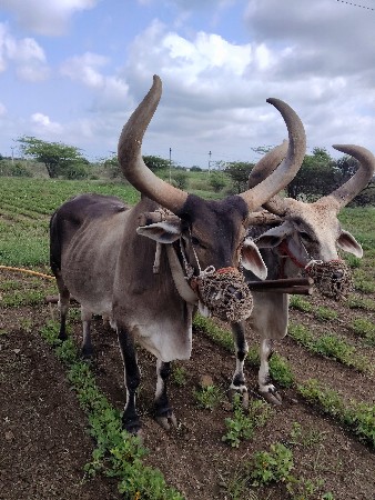 બળદ દેવાના છે