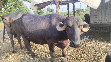 ભેંસ વેસવાની બીજું વેતર છે