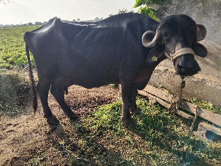ભેંસ વેચવાની છે