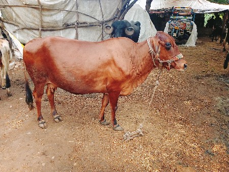 ગાય વેચવાની શે
